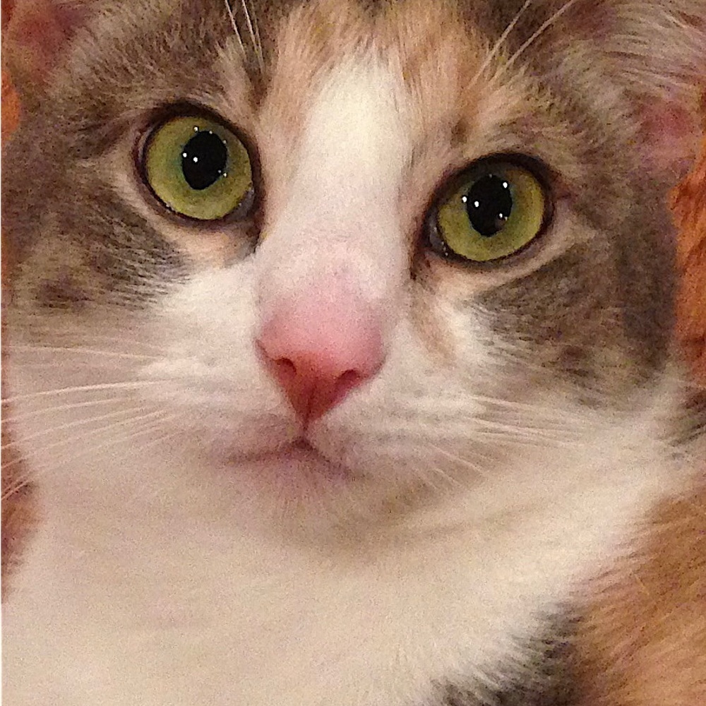 Meet your Posher, Denise